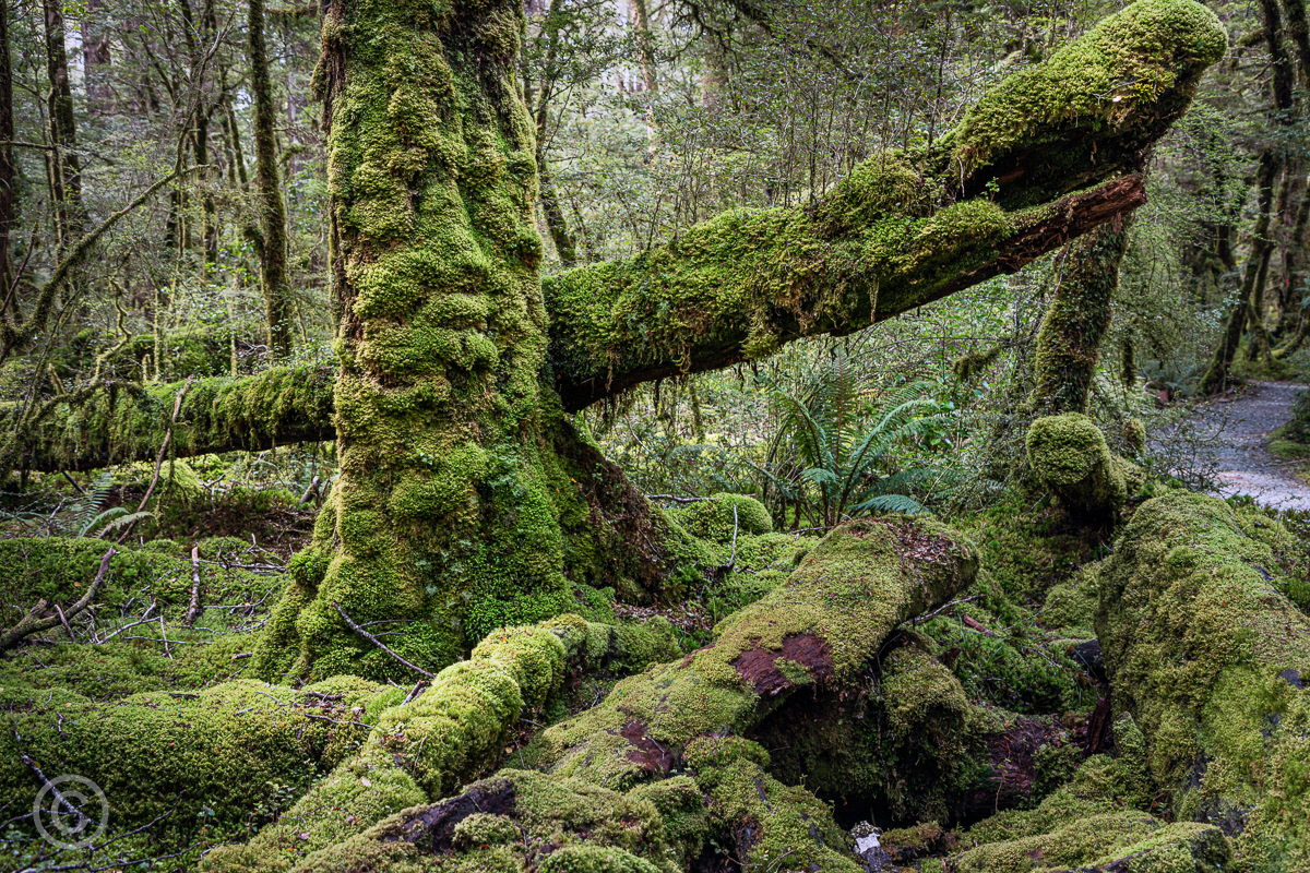Cascade Creek, Fiordland National Park