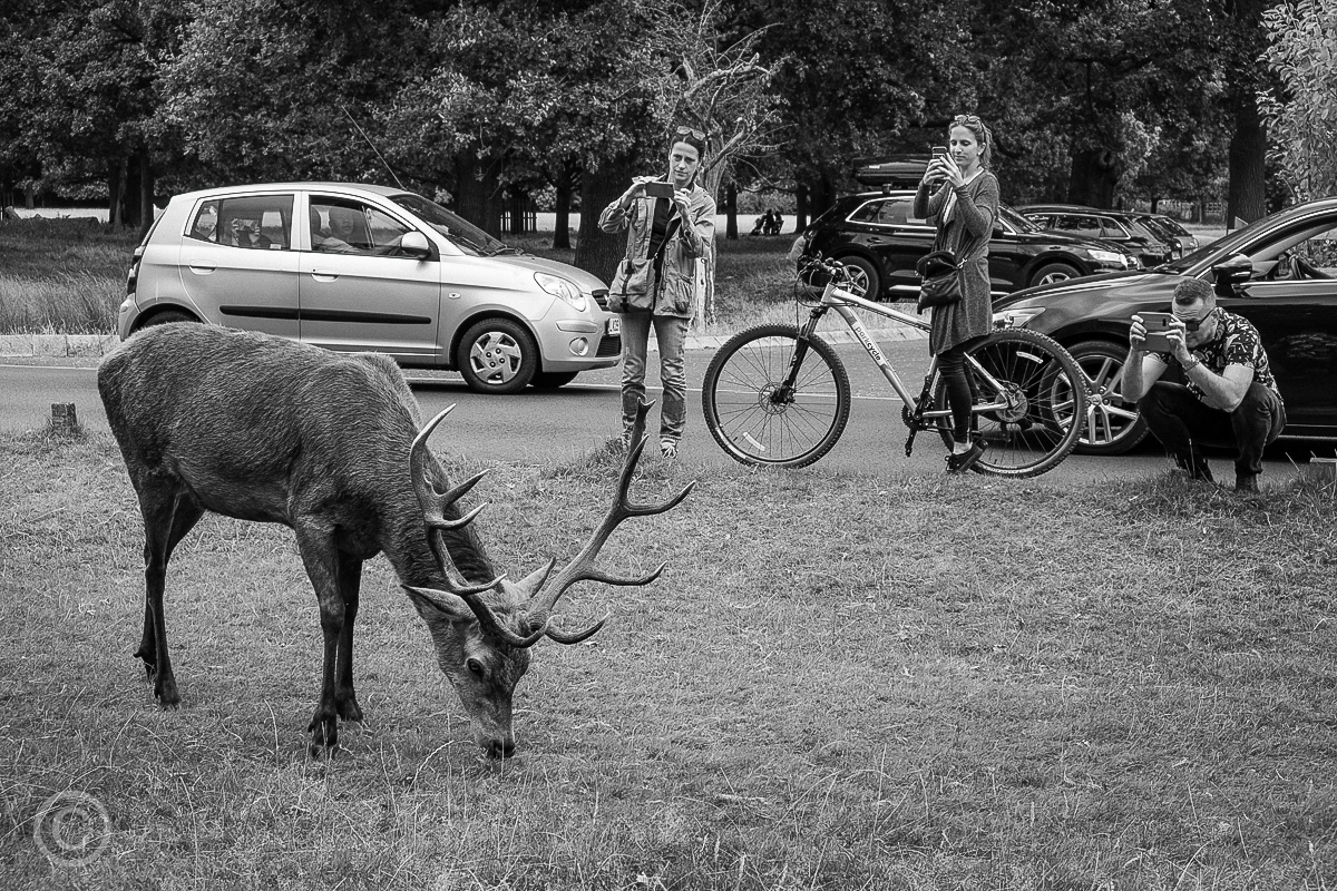 Richmond Park, London, 2019