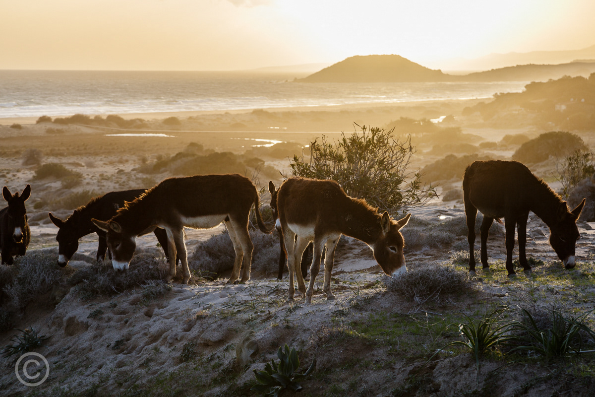 Wild donkeys at Golden Beach, Karpaz Peninsula, Northern Cyprus