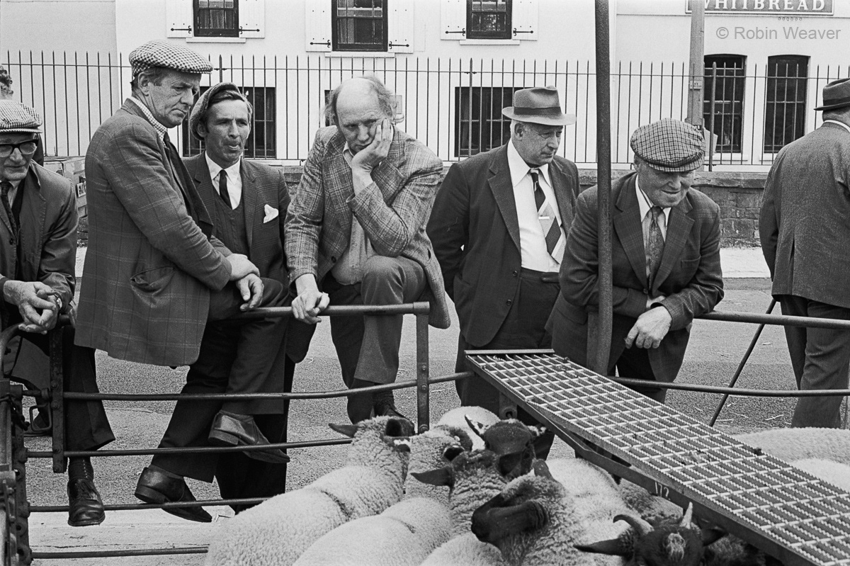 Abergavenny sheep sales, 1978
