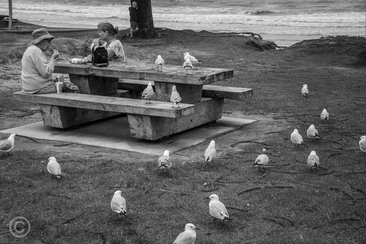 Seagulls waiting for a chip to fall, Orewa, New Zealand