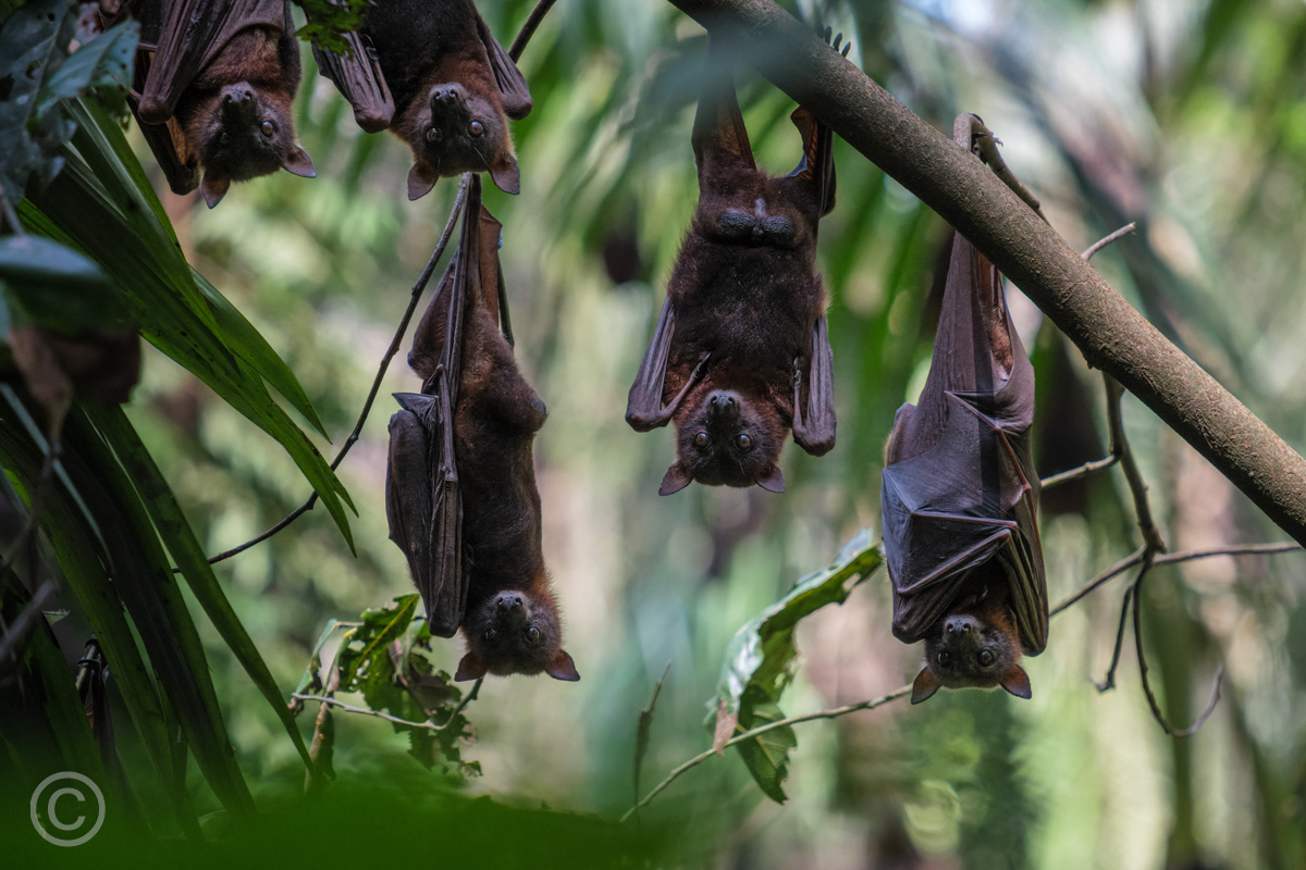 Fruit bats in the rainforest at Eungella National Park, Queensland