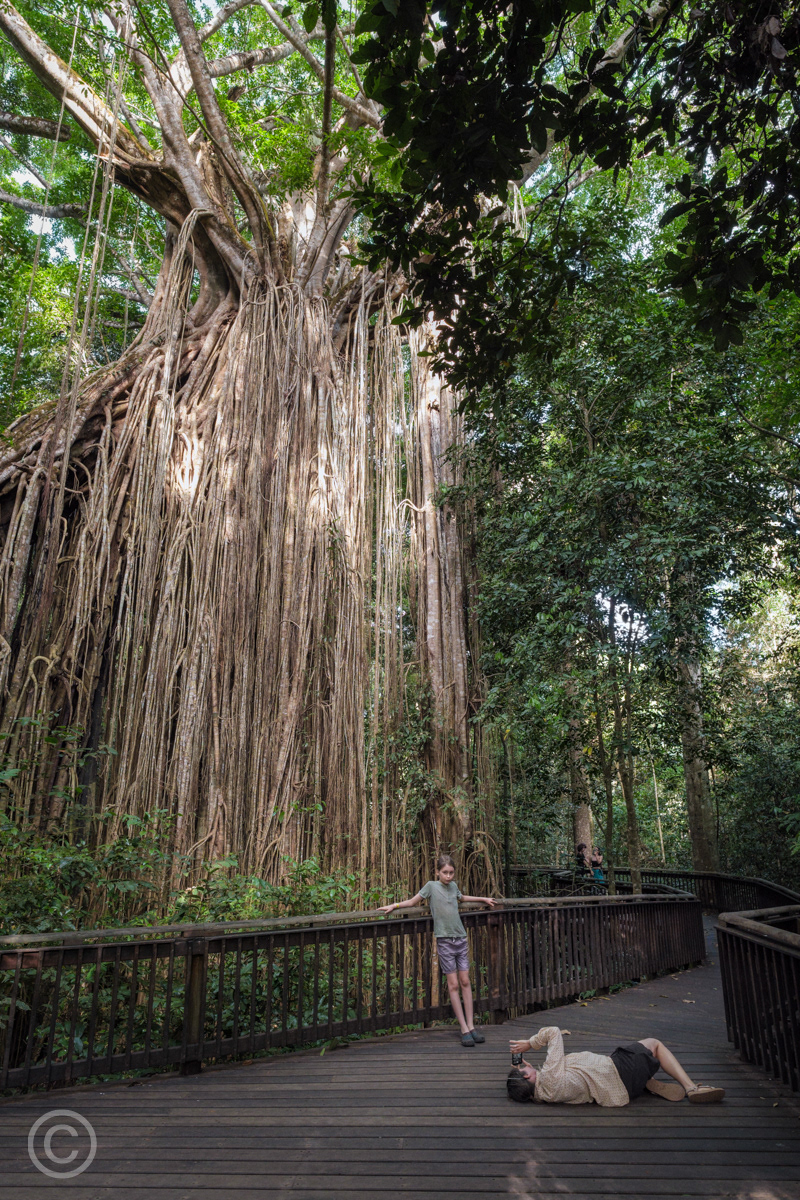 Curtain Fig Tree, Yungaburra