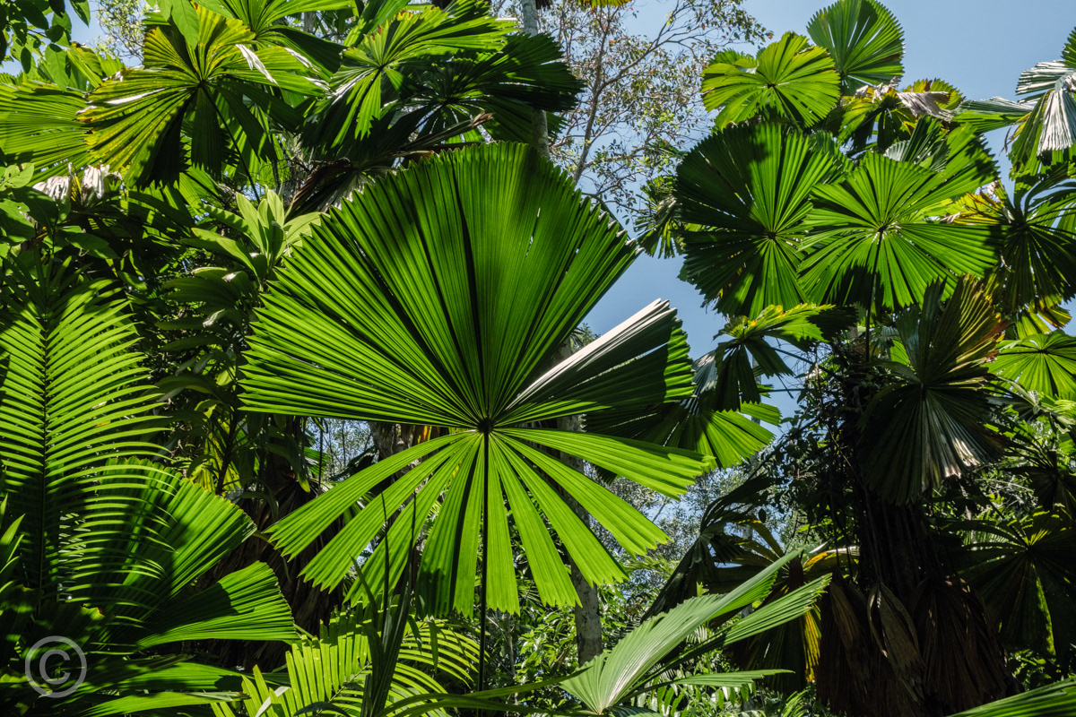 Licuala Fan Palm leaves, Licuala State Forest, Queensland