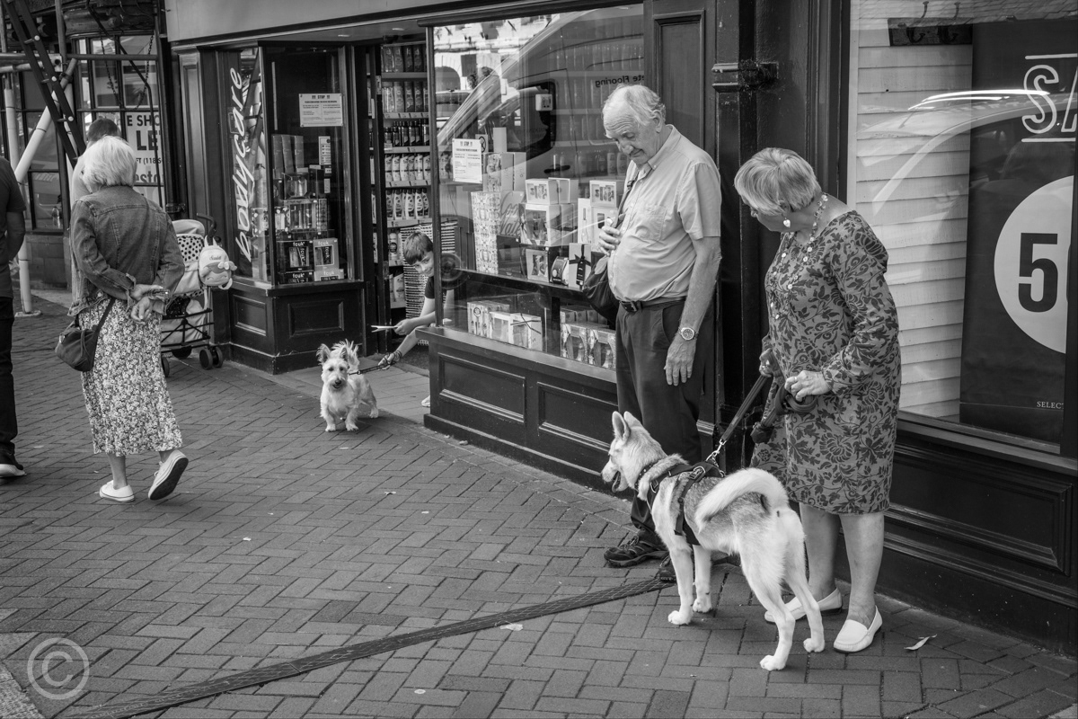 Two dogs notice each other in the High Street, Bridgnorth, Shropshire