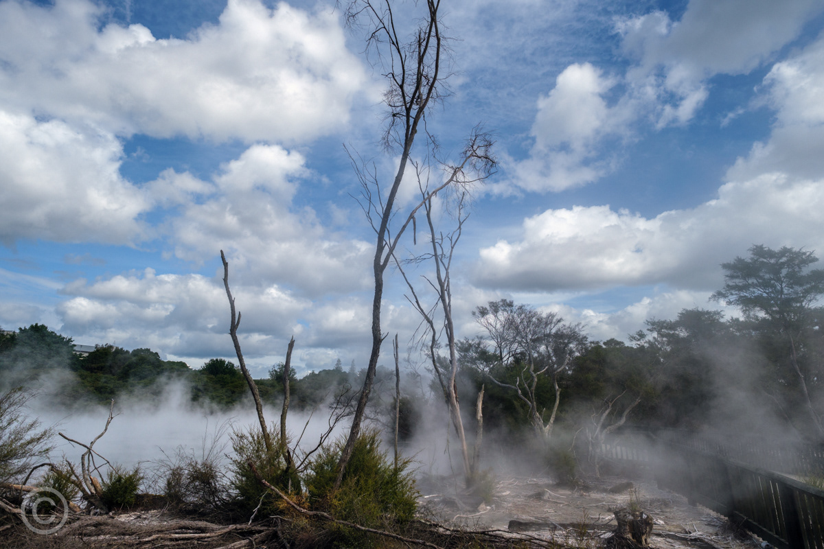 Thermal pools in Kuirau Park, Rotorua