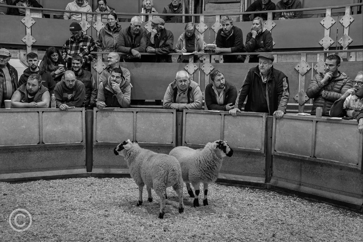 Sheep auction, Bakewell, Derbyshire