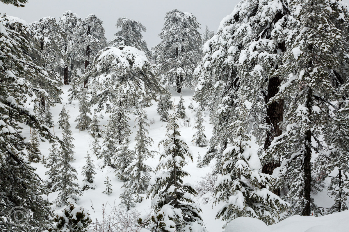Snow in the Troodos Mountains