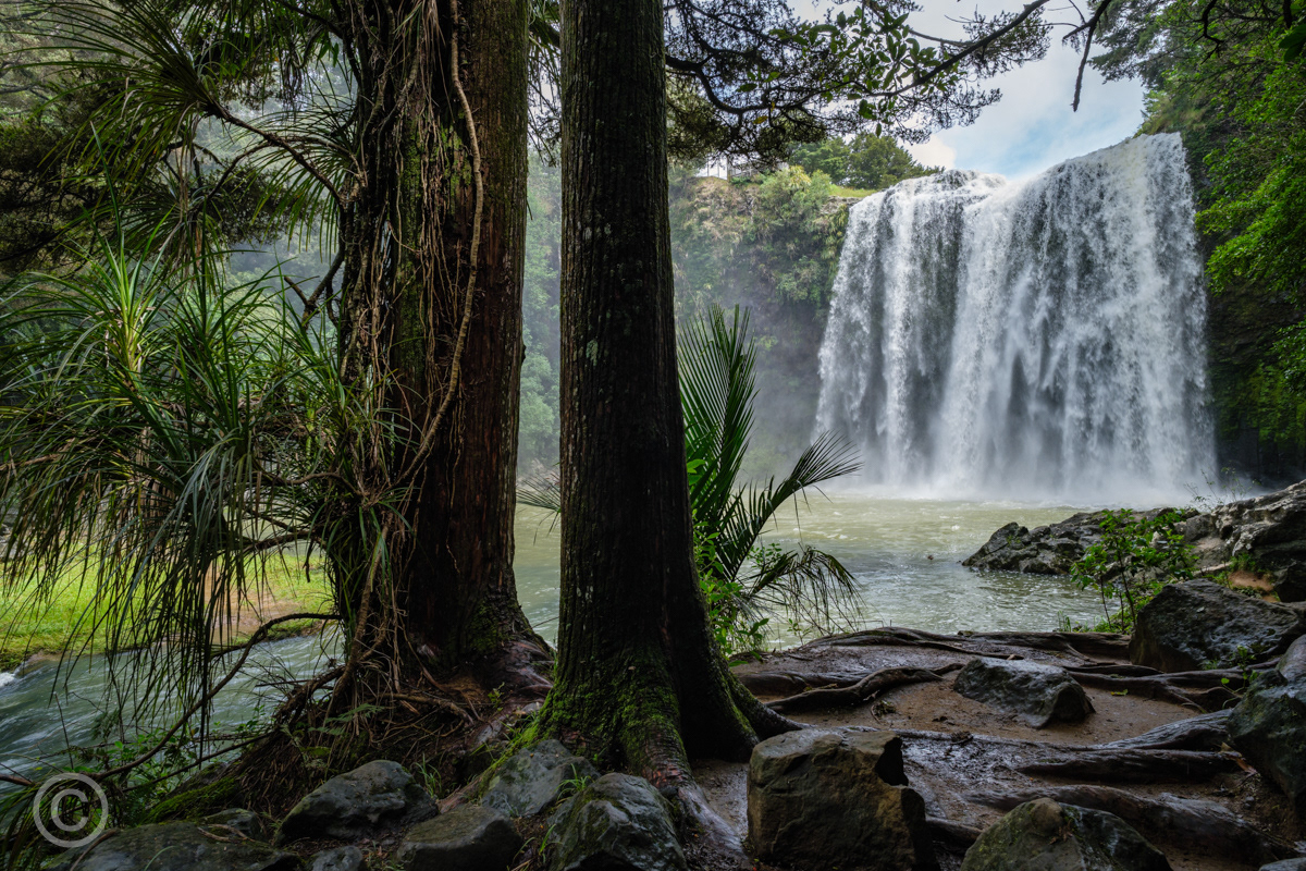 Whangarei Falls