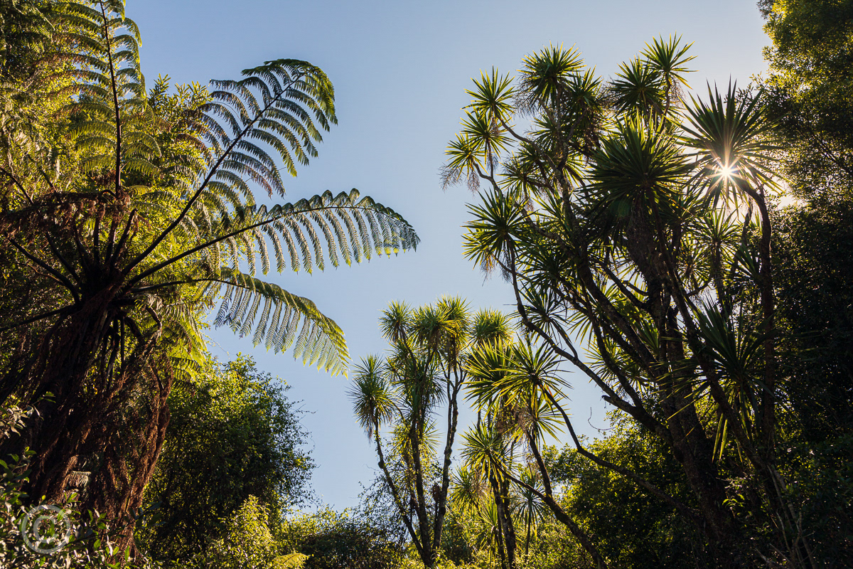 Fern walk at Totara Reserve, Pohangina Valley