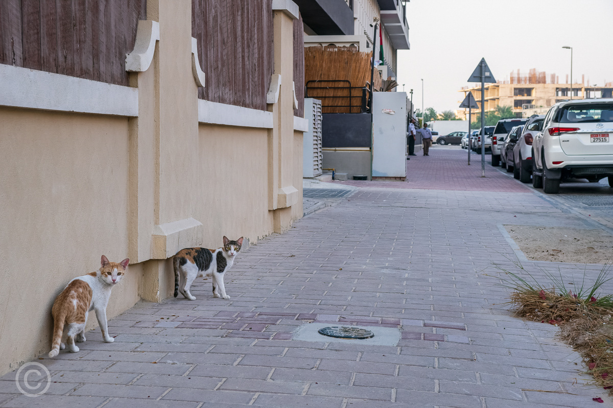 Stray cats, Jumeirah Village Circle, Dubai