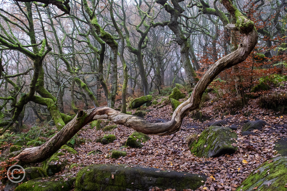 Padley Gorge, Derbyshire
