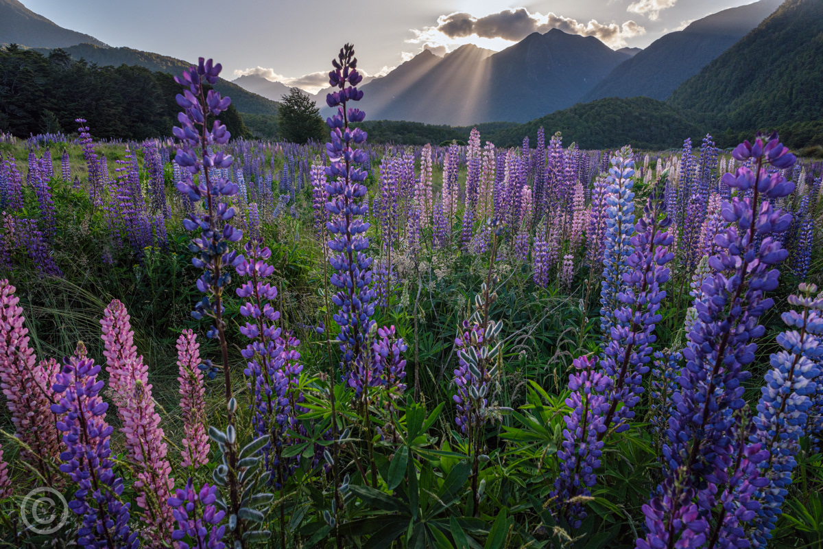 Lupins at Cascade Creek, Fiordland National Park