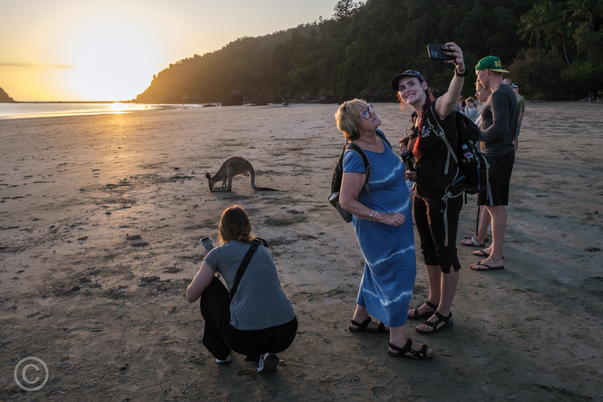 Tourists taking sefies with wallabies, Casuarina Beach, Queensland