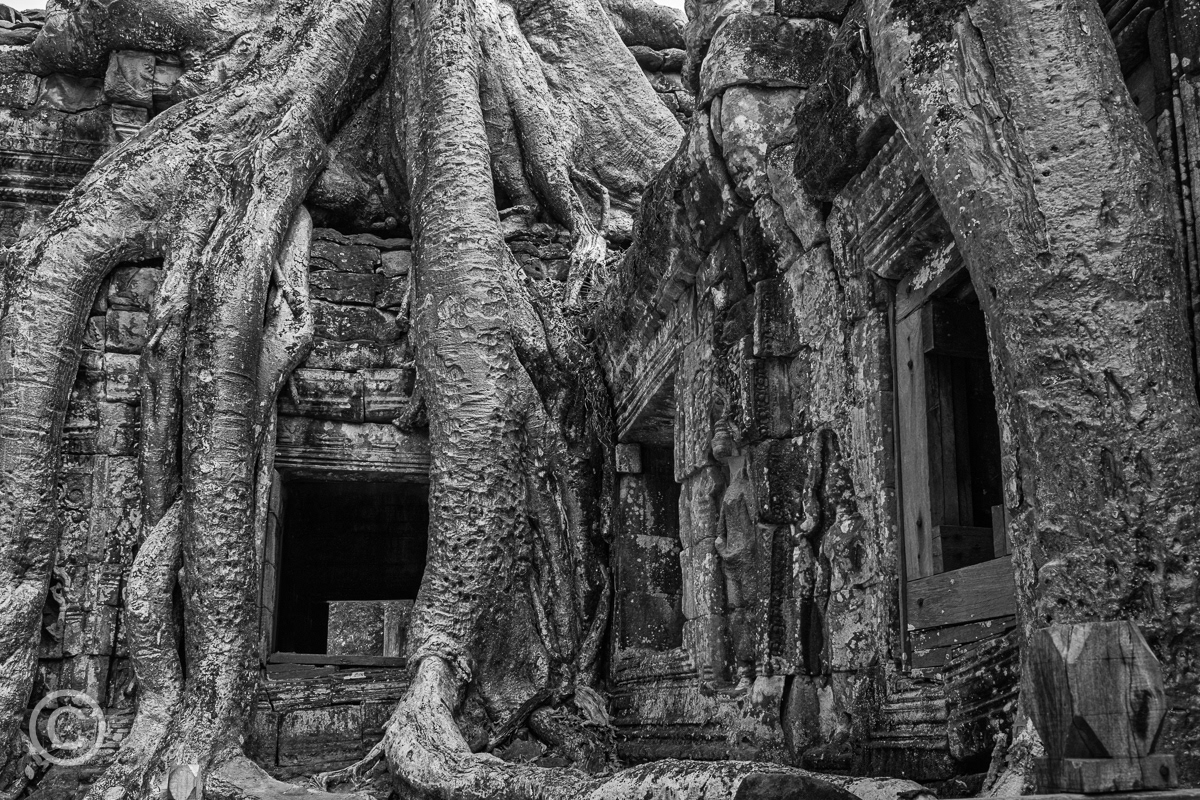 Ta Prohm Temple, Cambodia