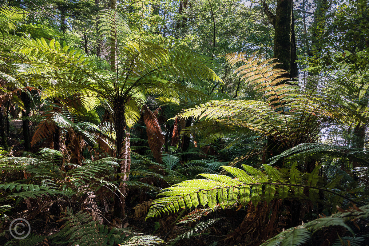 Tree ferns, Kepler Track, Fiordland National Park