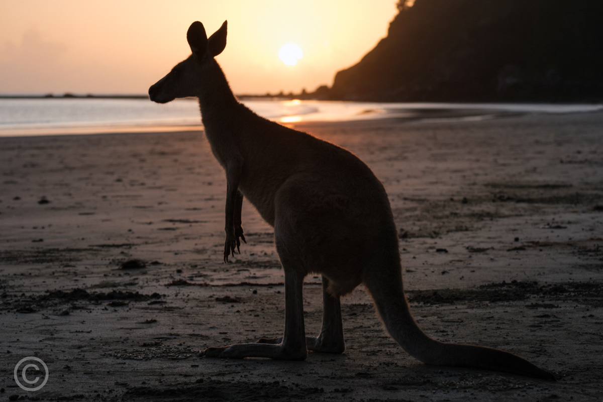 Wallaby on Casuarina Beach at sunrise, Queensland