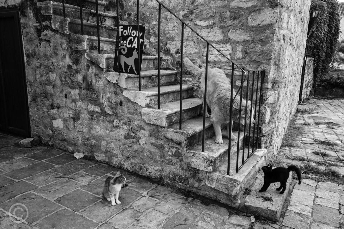 Cat versus dog, Budva Old Town, Montenegro