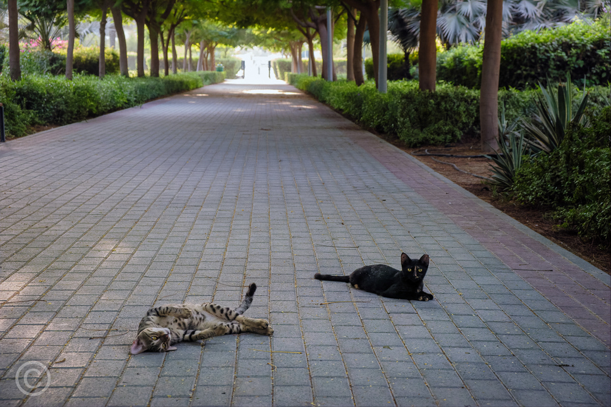 Stray cats, Jumeirah Village Circle