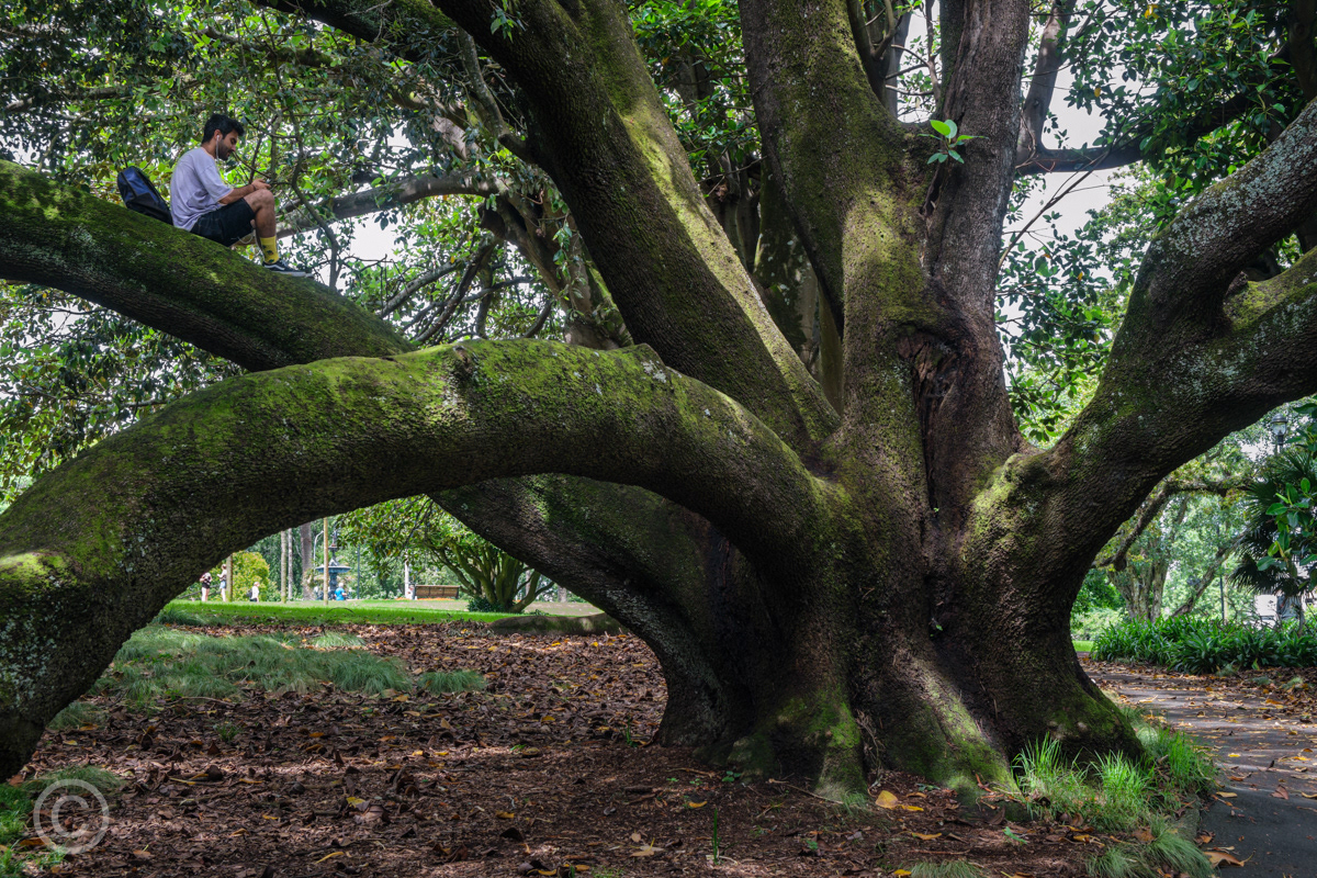 Man in a tree, Albert Park, Auckland
