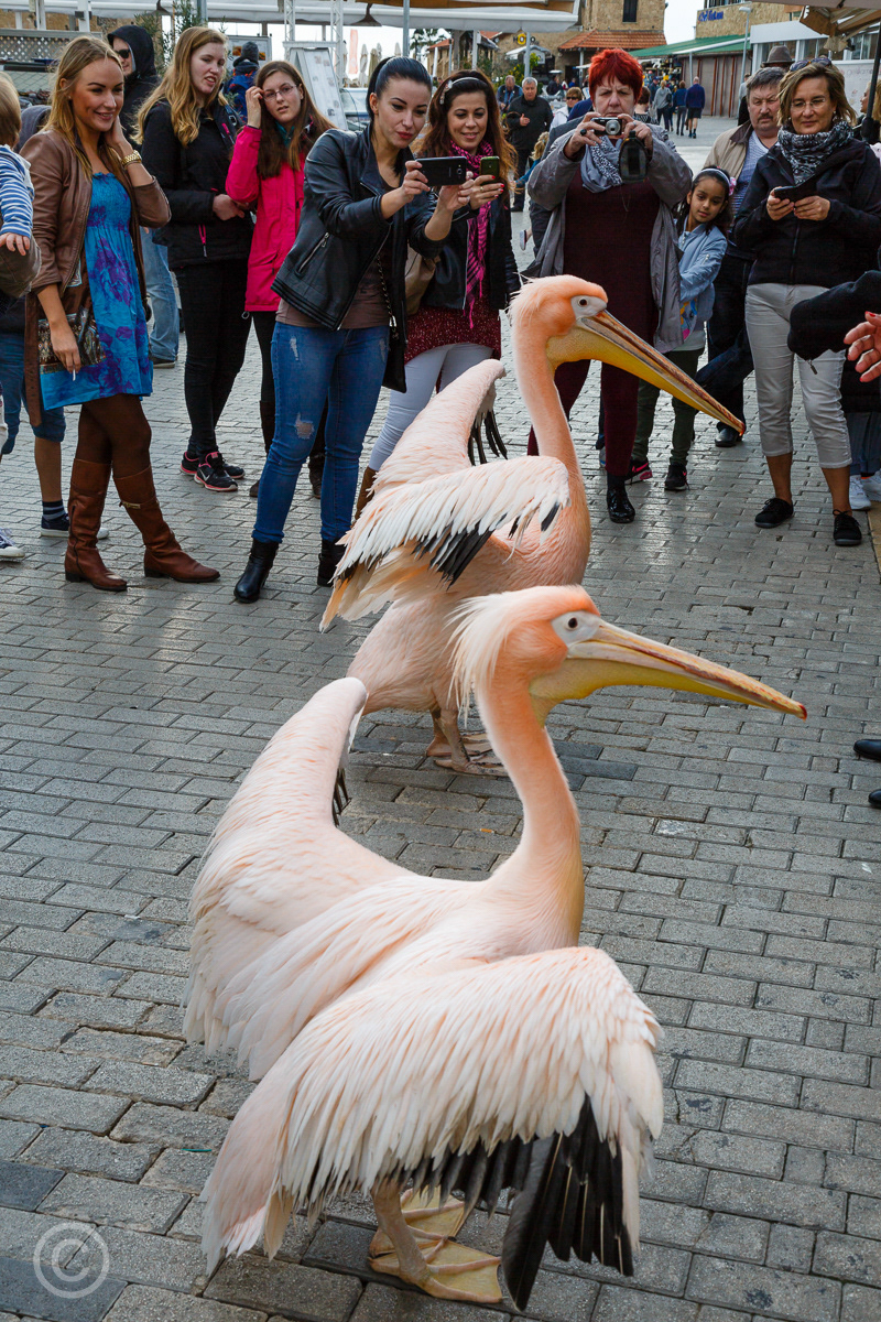 Tourists photograph pink pelicans outside The Pelican Restaurant, Paphos