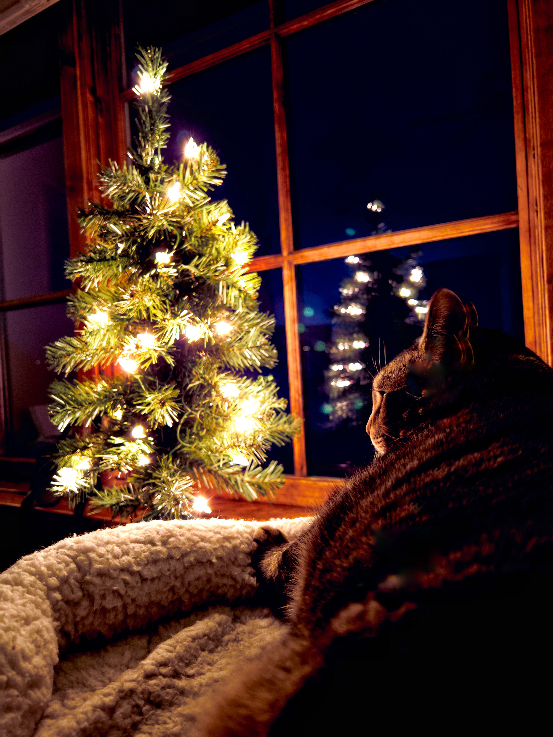 Cody the Cat
