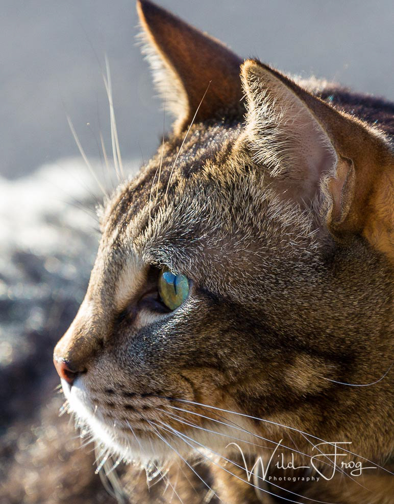 Cody the Cat