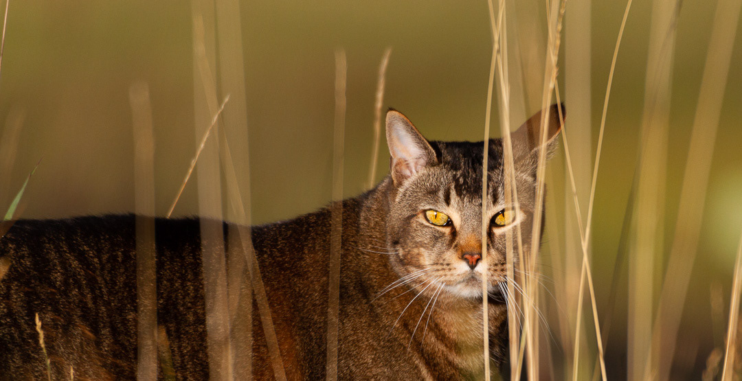 Cody the cat at Sunset