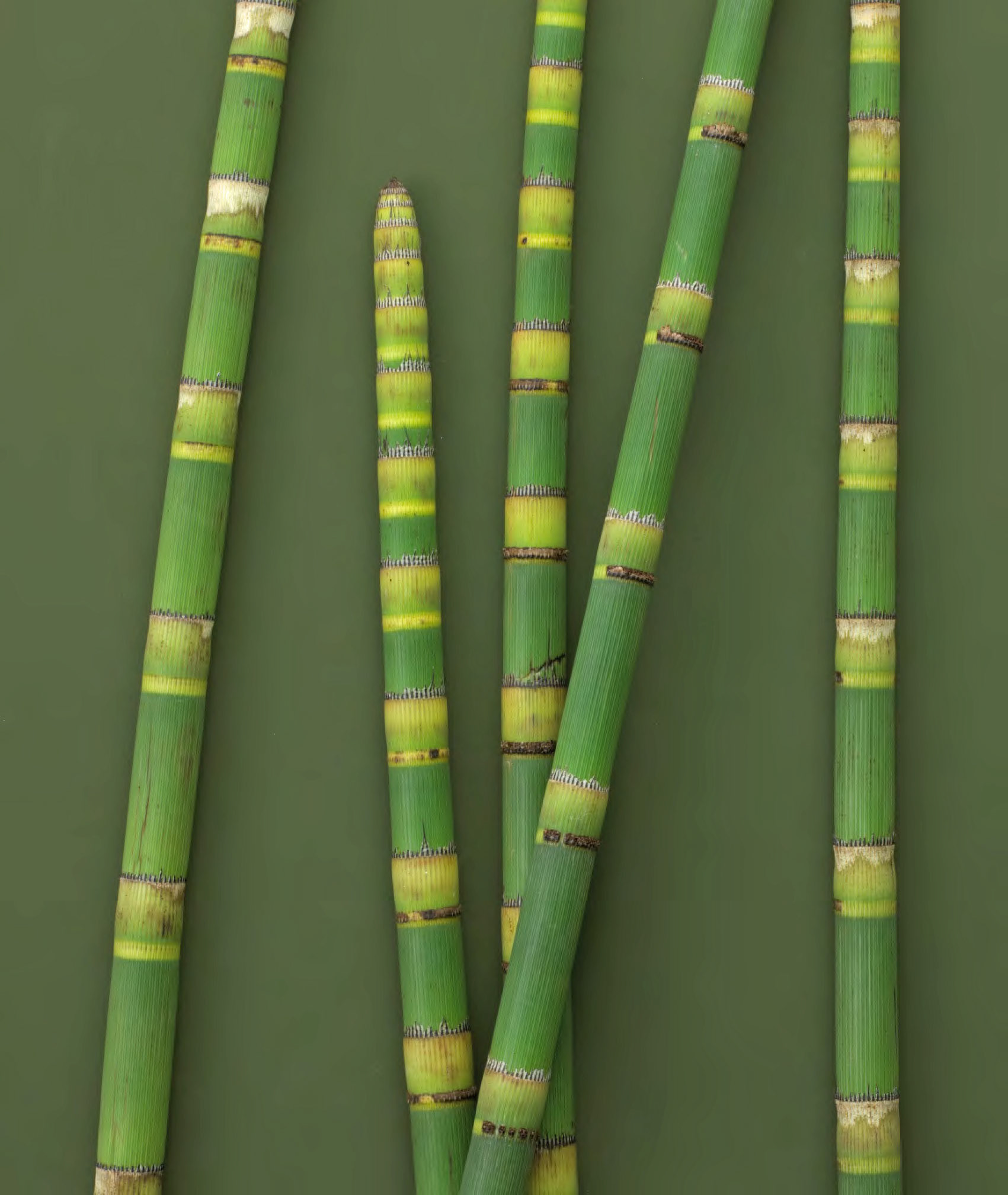 Estée Lauder Beauty Bank for Grassroots