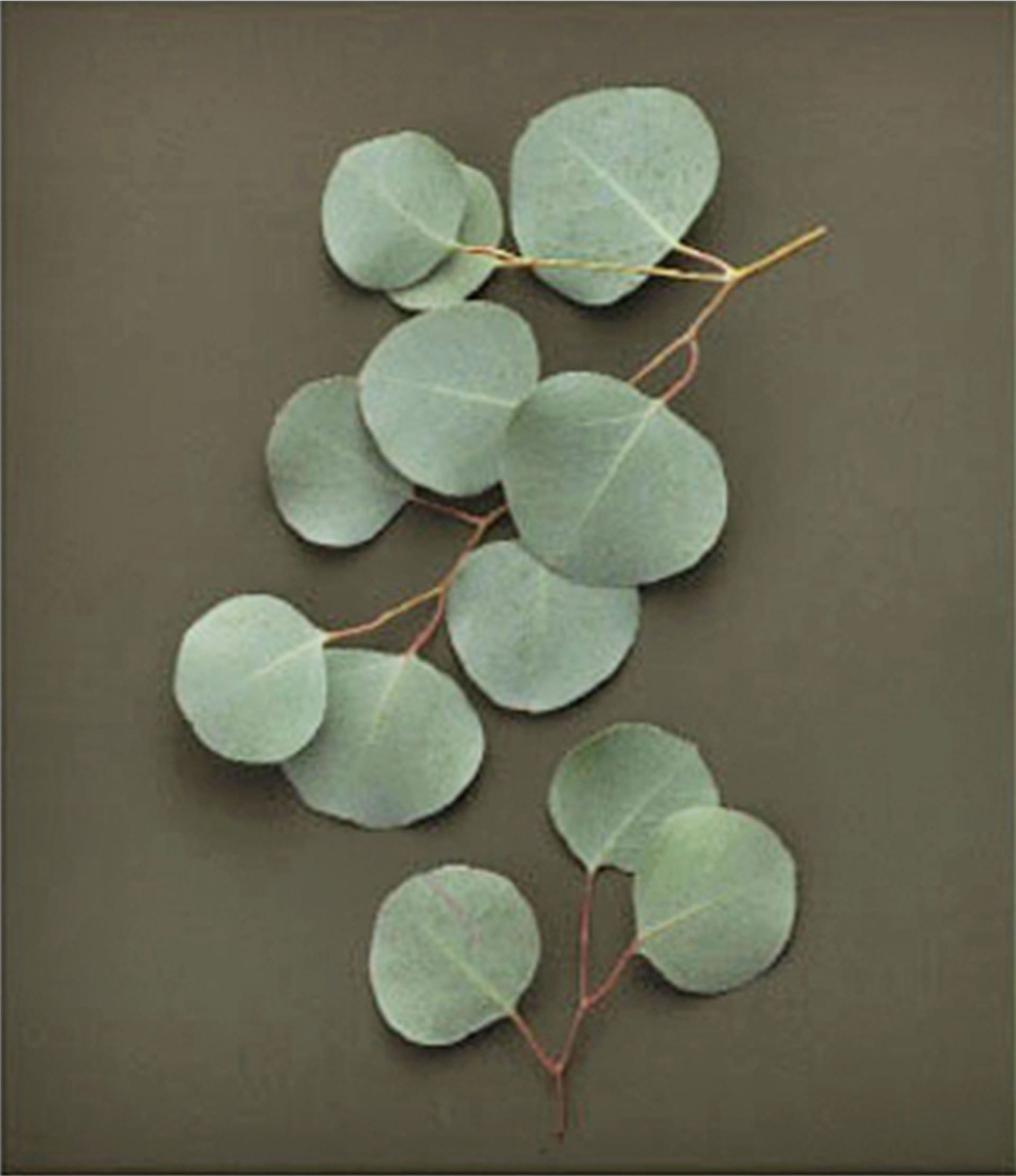 Estée Lauder Beauty Bank for Grassroots