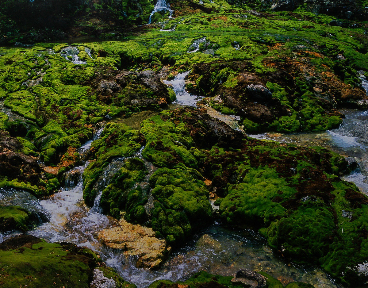 安藤　芳郎「チャツボミゴケ公園」会員