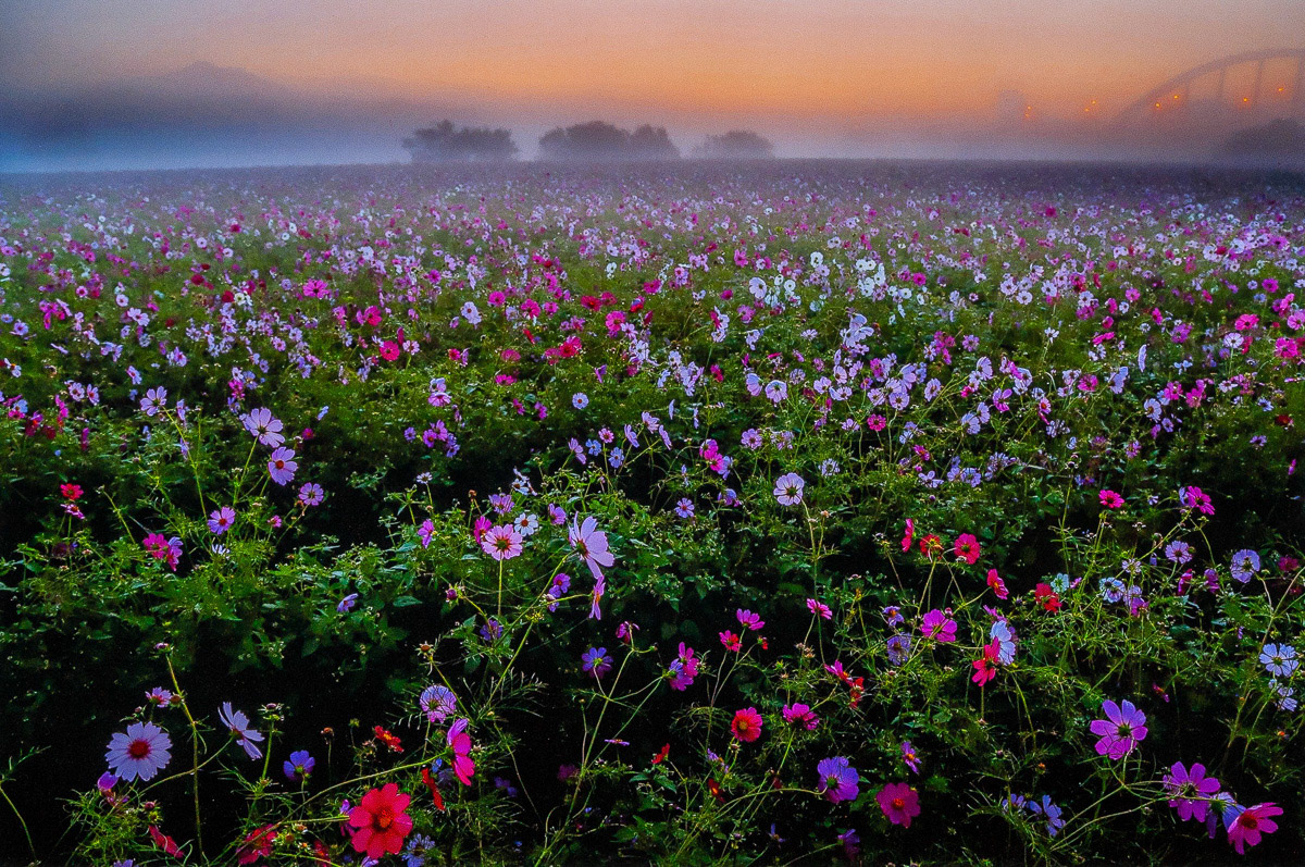 溝田　一夫「コスモス幻想」会員