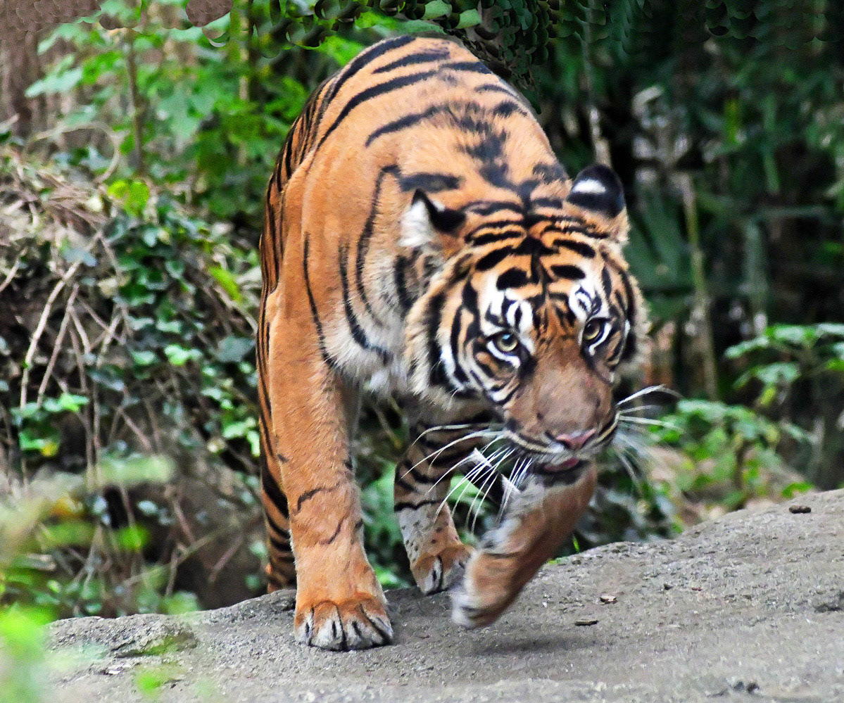 西村　昭二「虎睨み」公募