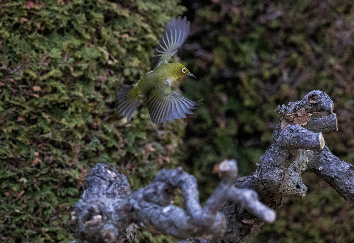 野澤　康衛「羽ばたく」市展賞 会員推挙 公募