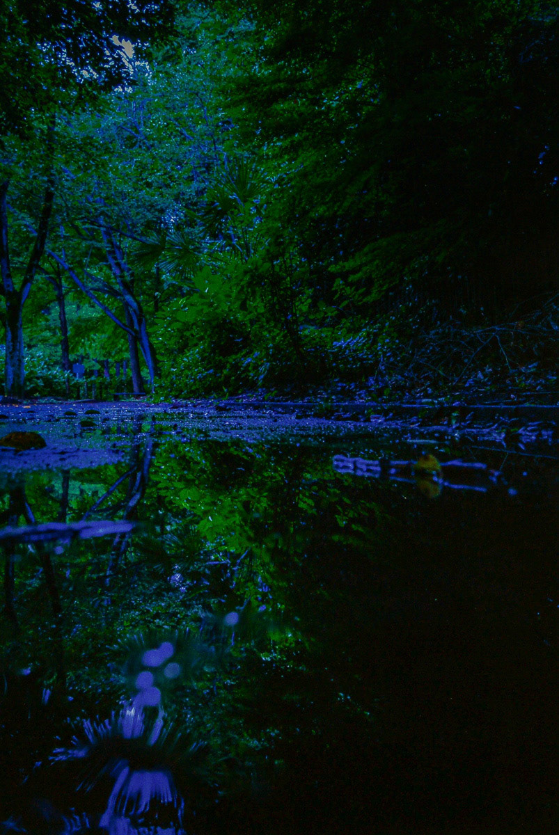 加庭　俊哉「鮮美（貝殻山公園）」 公募