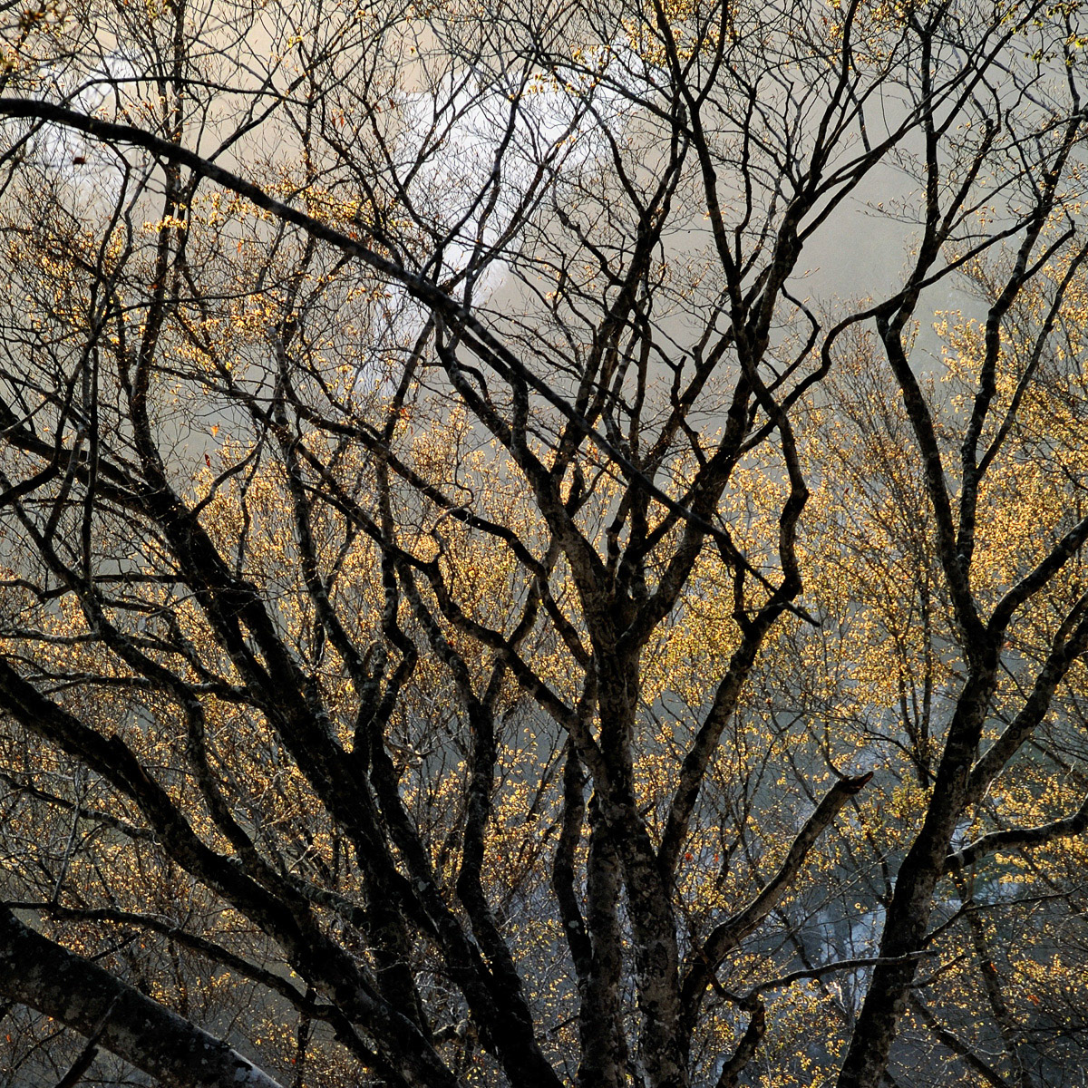 江野窪　文章「山の春」会員