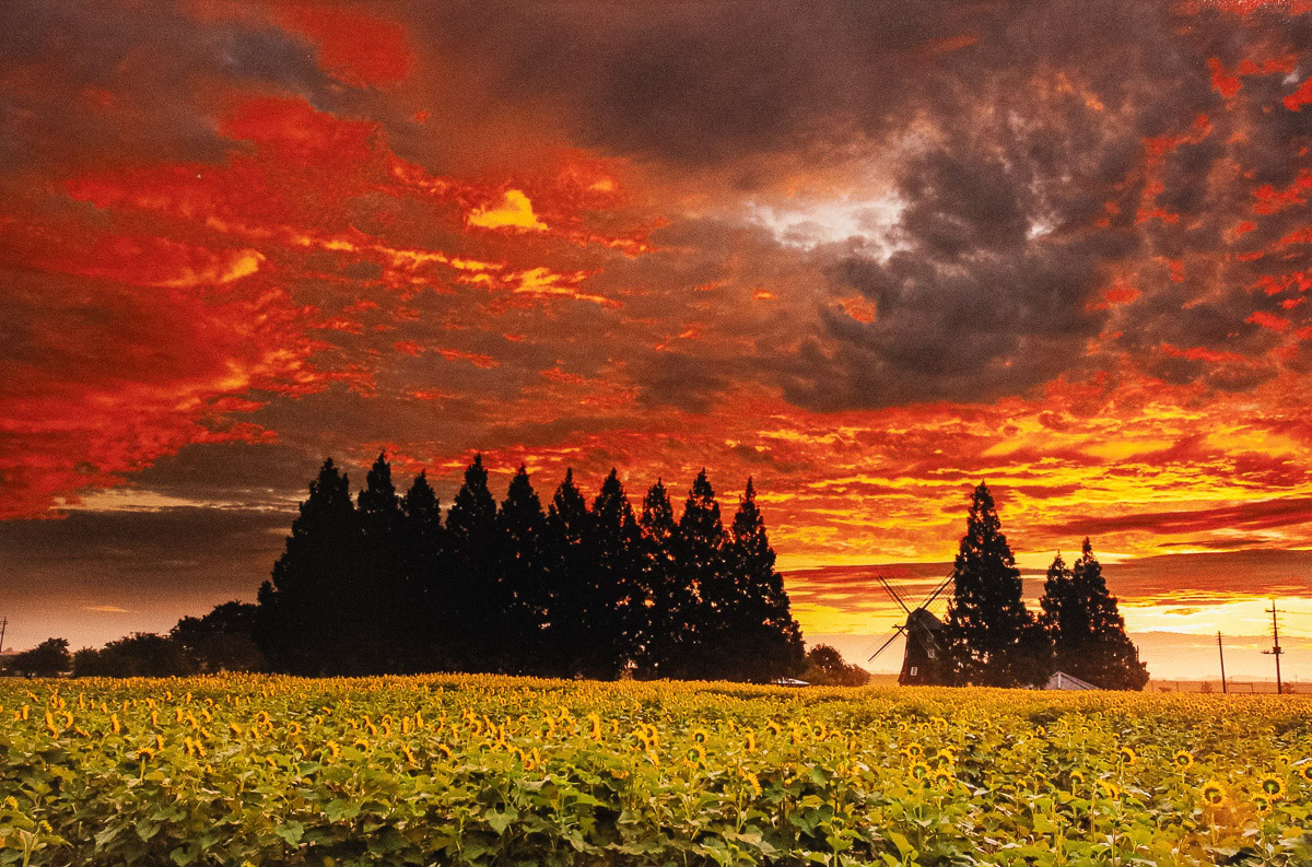 溝田 一夫 あけぼの山三景 夏 A3ノビ