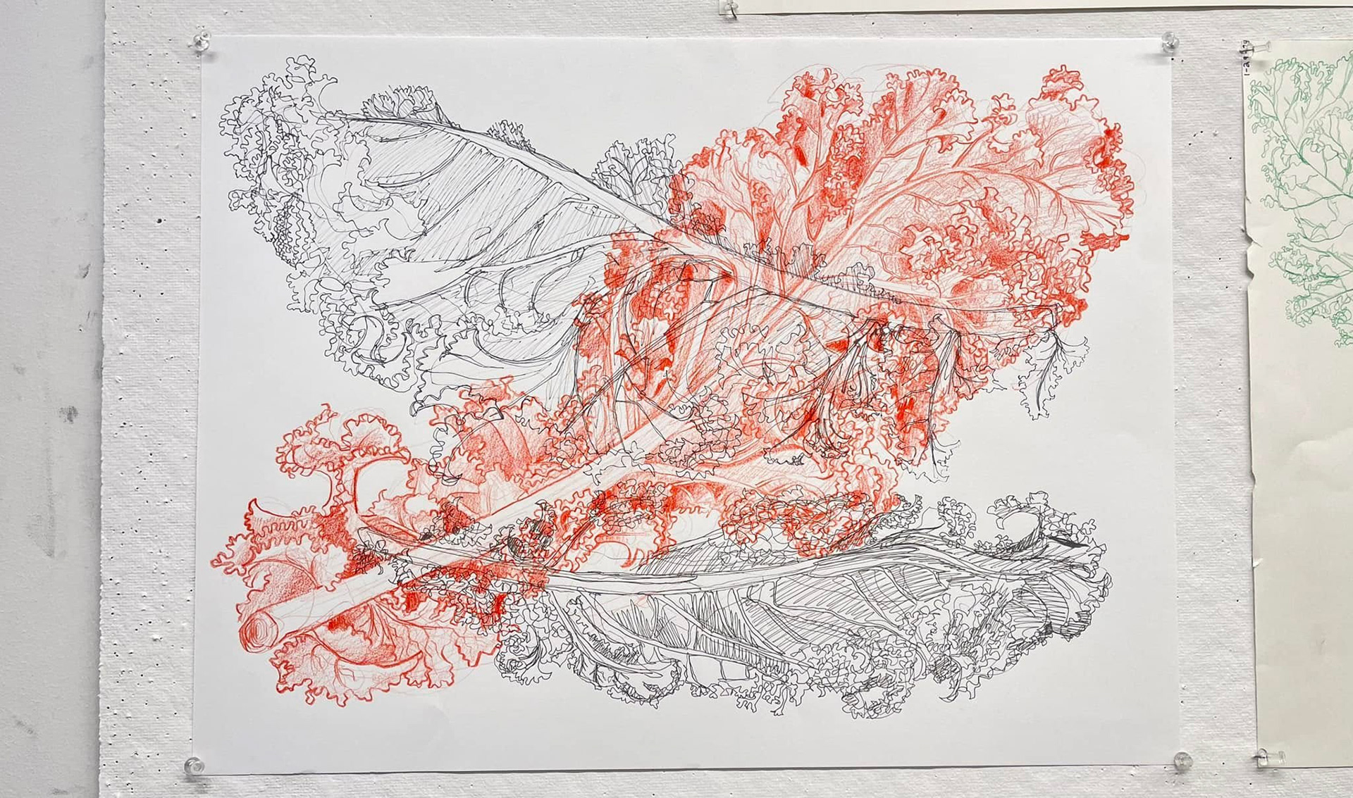 Kale Drawing Exercise