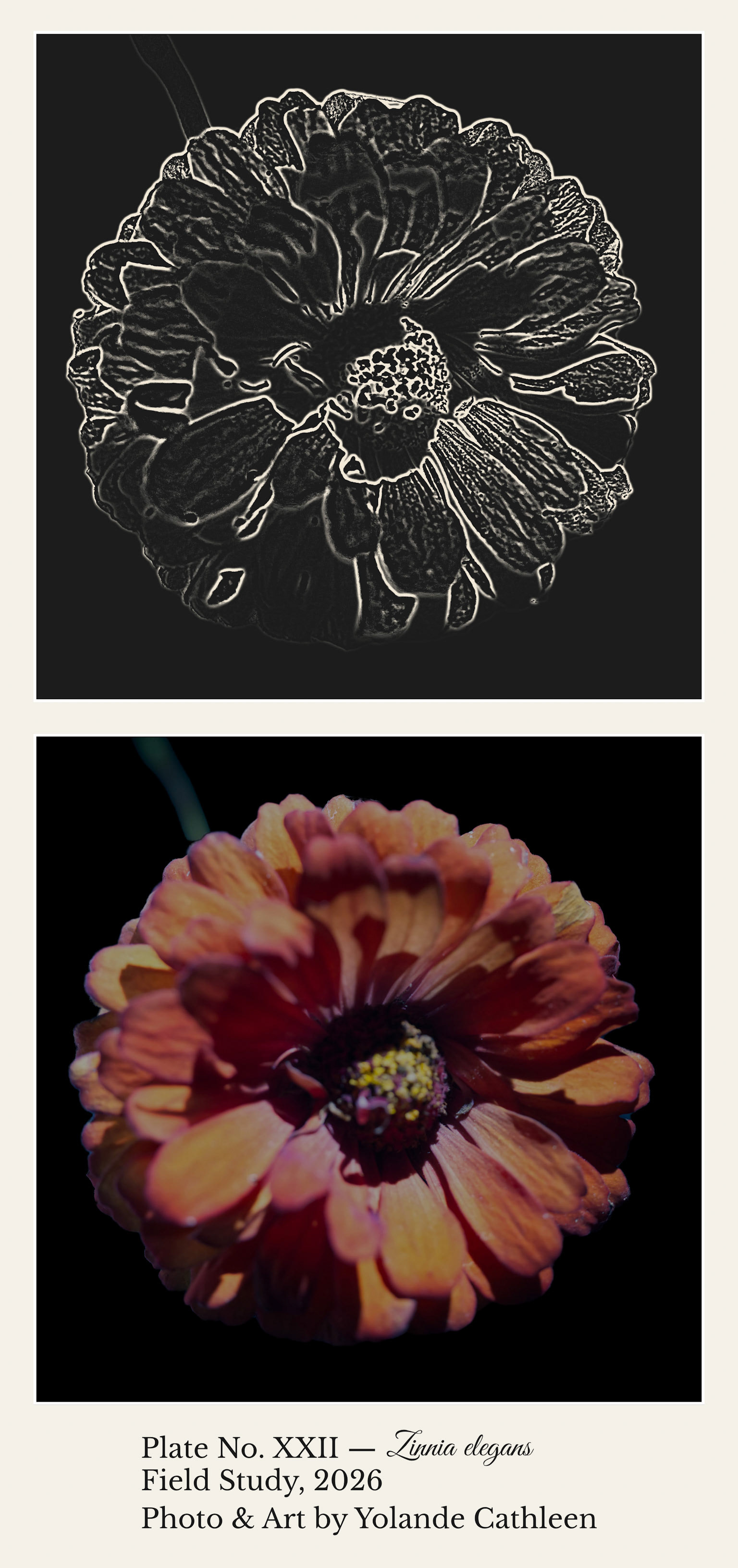 Square Diptych - Botanical Etchings - Zinnia Botanical Etching Diptych