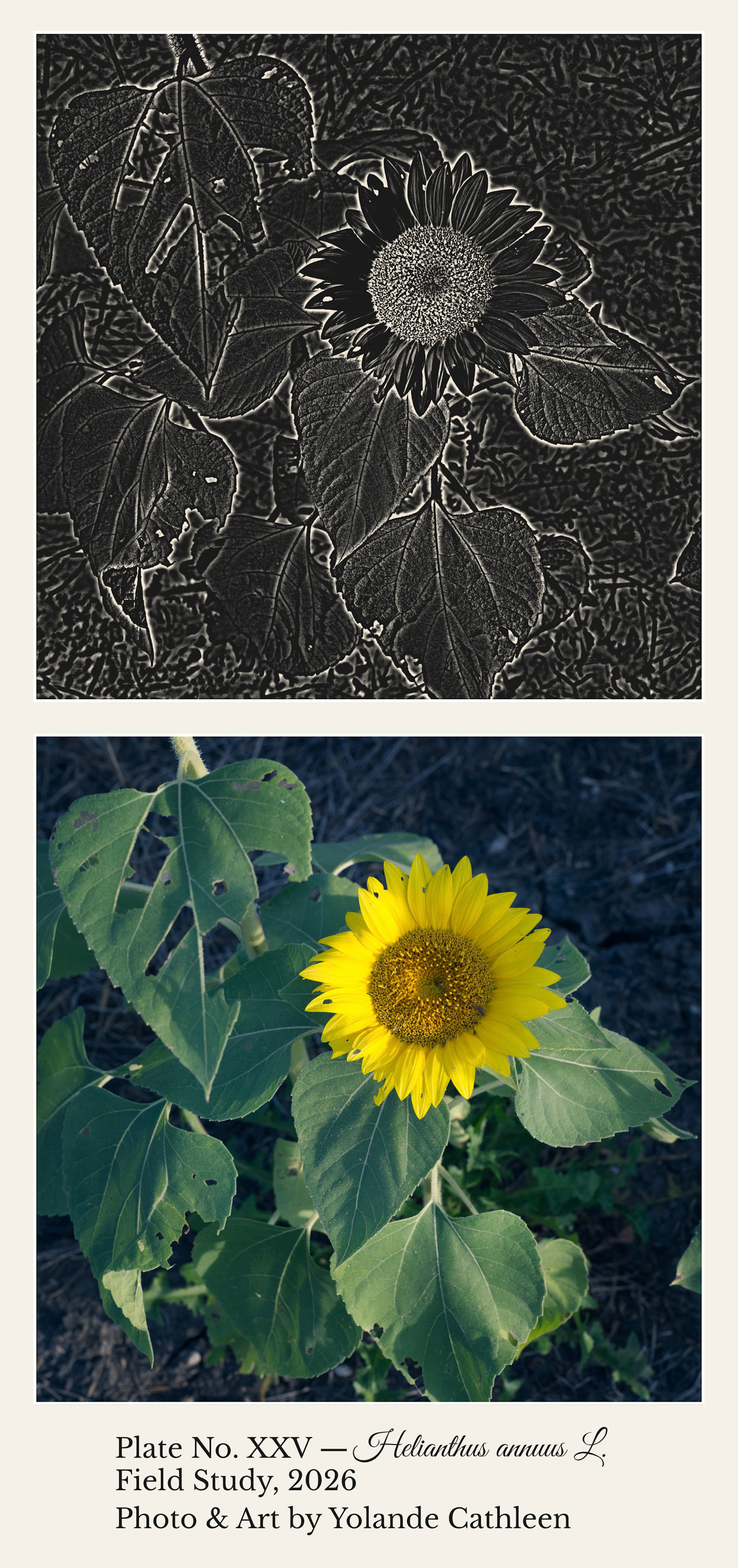 Square Diptych - Botanical Etchings - Sunflower 1 Botanical Etching Diptych