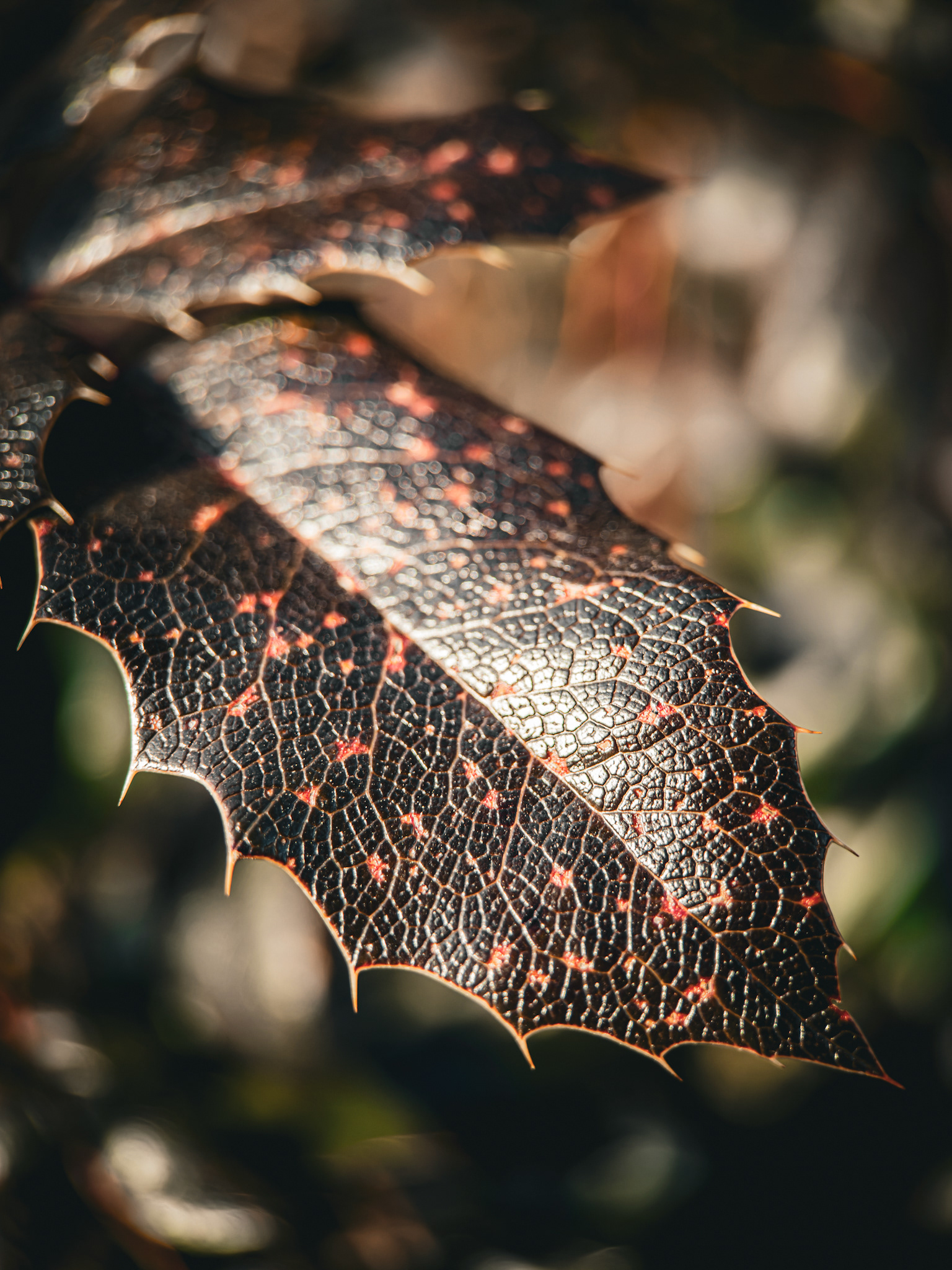Lycan Leaf