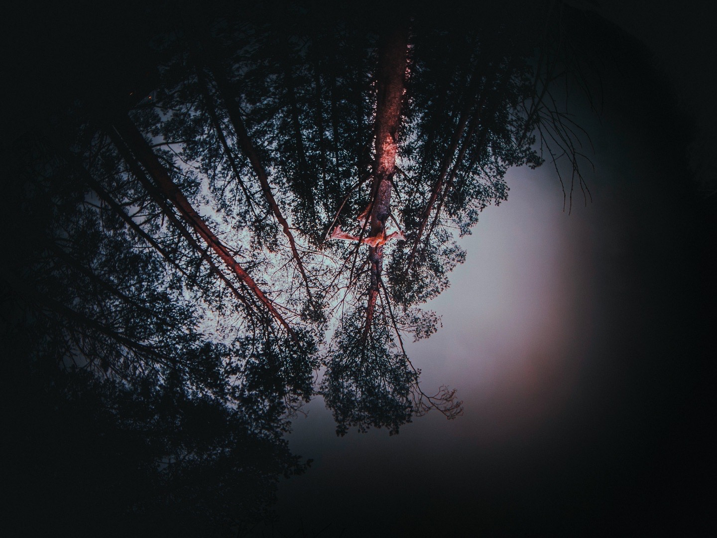 Woodland Wakeup
