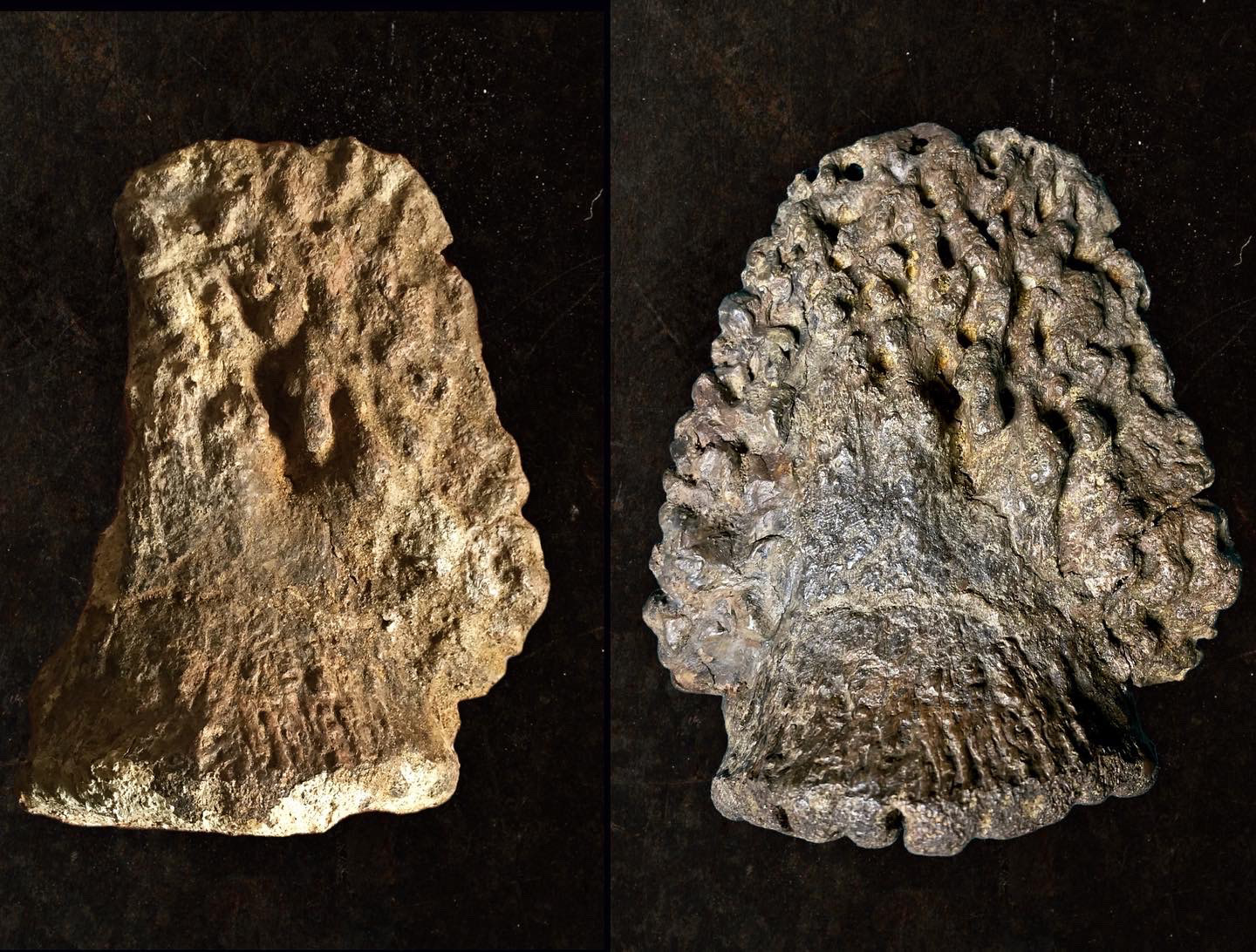 Underside of Large Triceratops Ungual