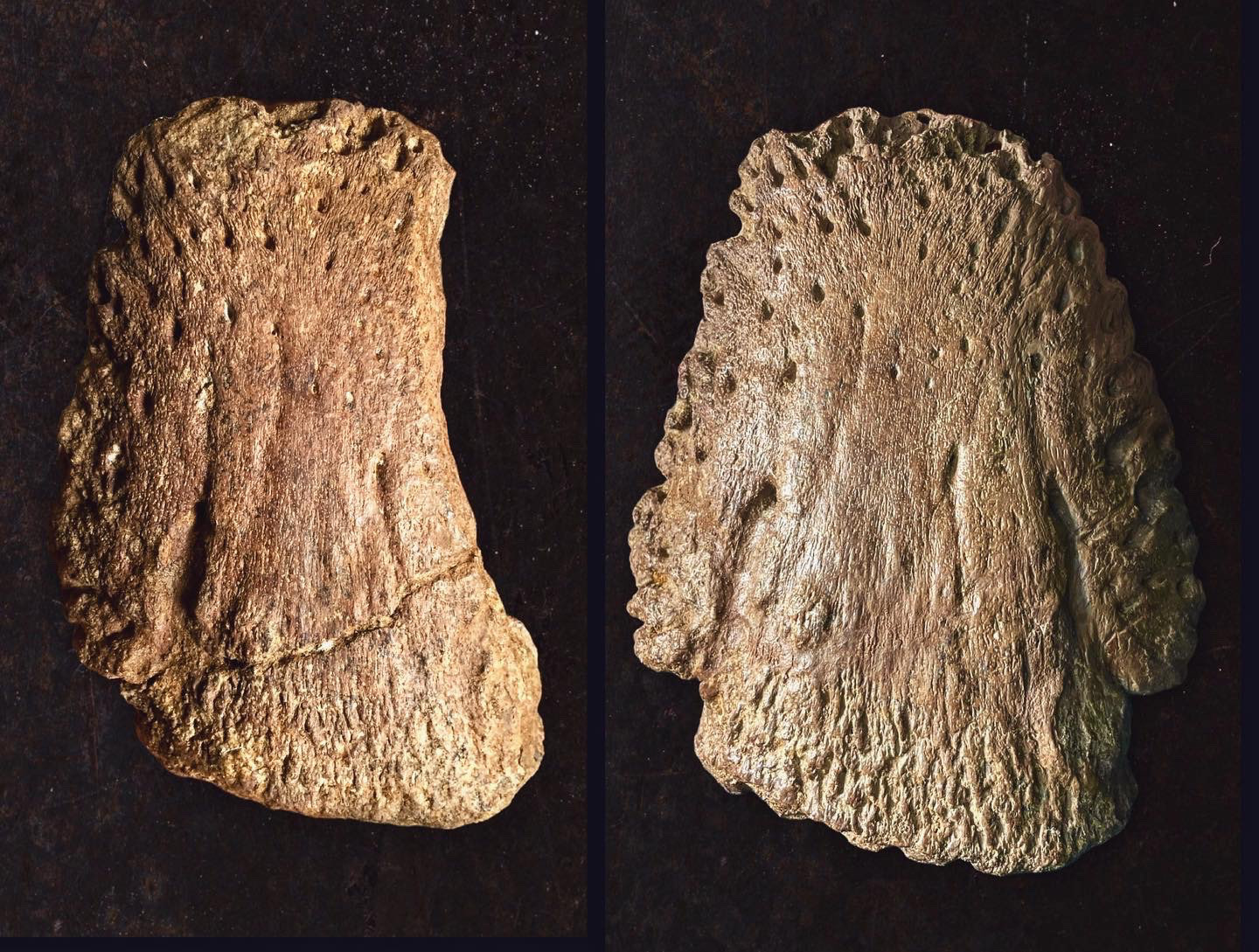 Large Triceratops Ungual