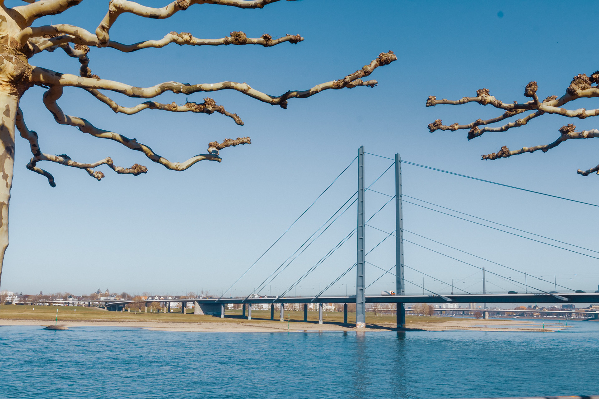 Baum-Tentakeln an der Oberkasseler Brücke