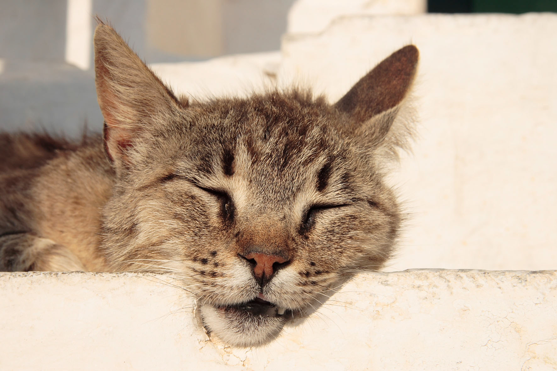 Entspannte Katze beim Kloster Chosowiotissa auf Amorgós