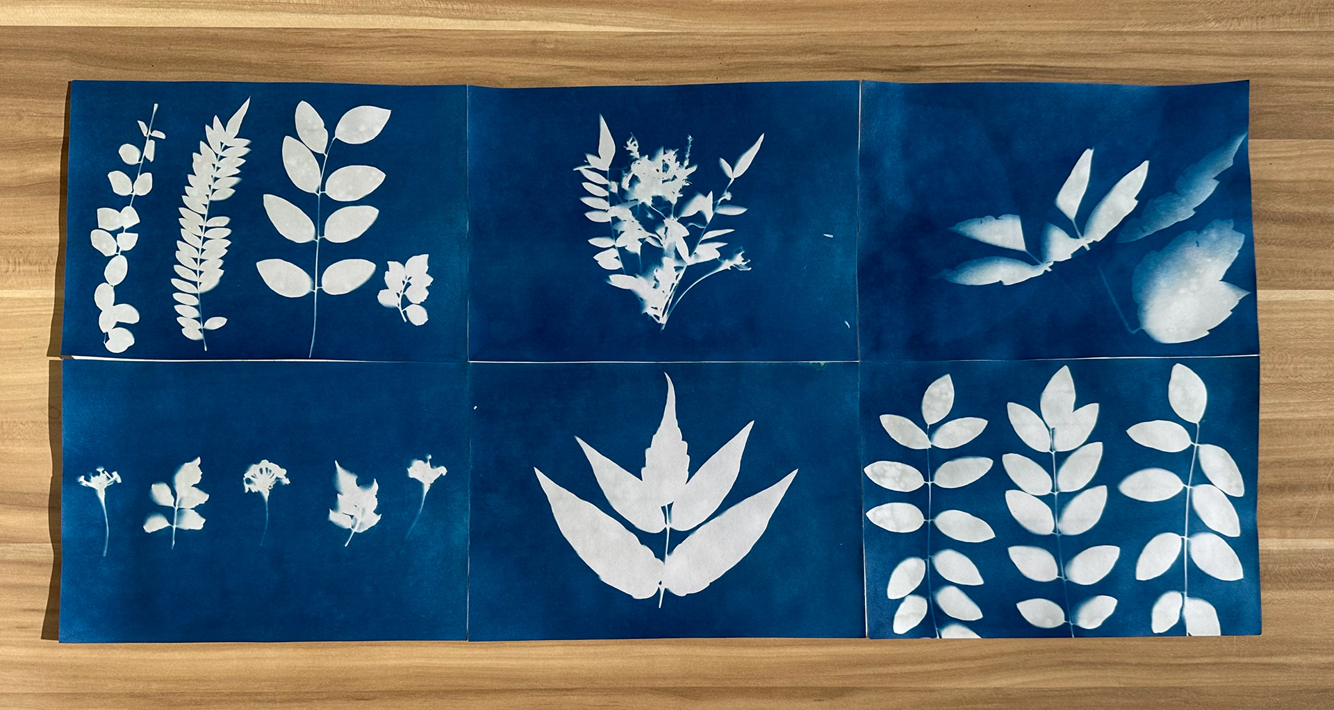 I gathered flowers and leaves from Athens and used cyanotype paper to create a map of my walk to class.