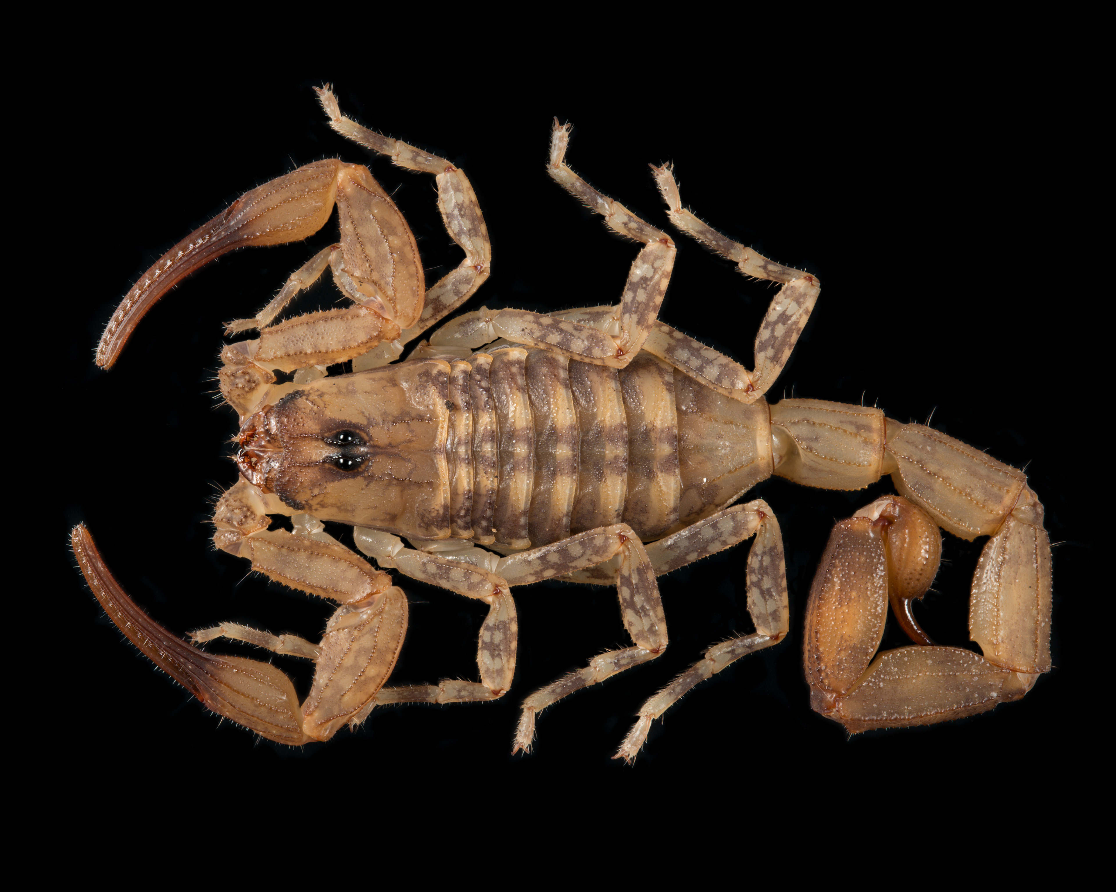 Tityus smithii
