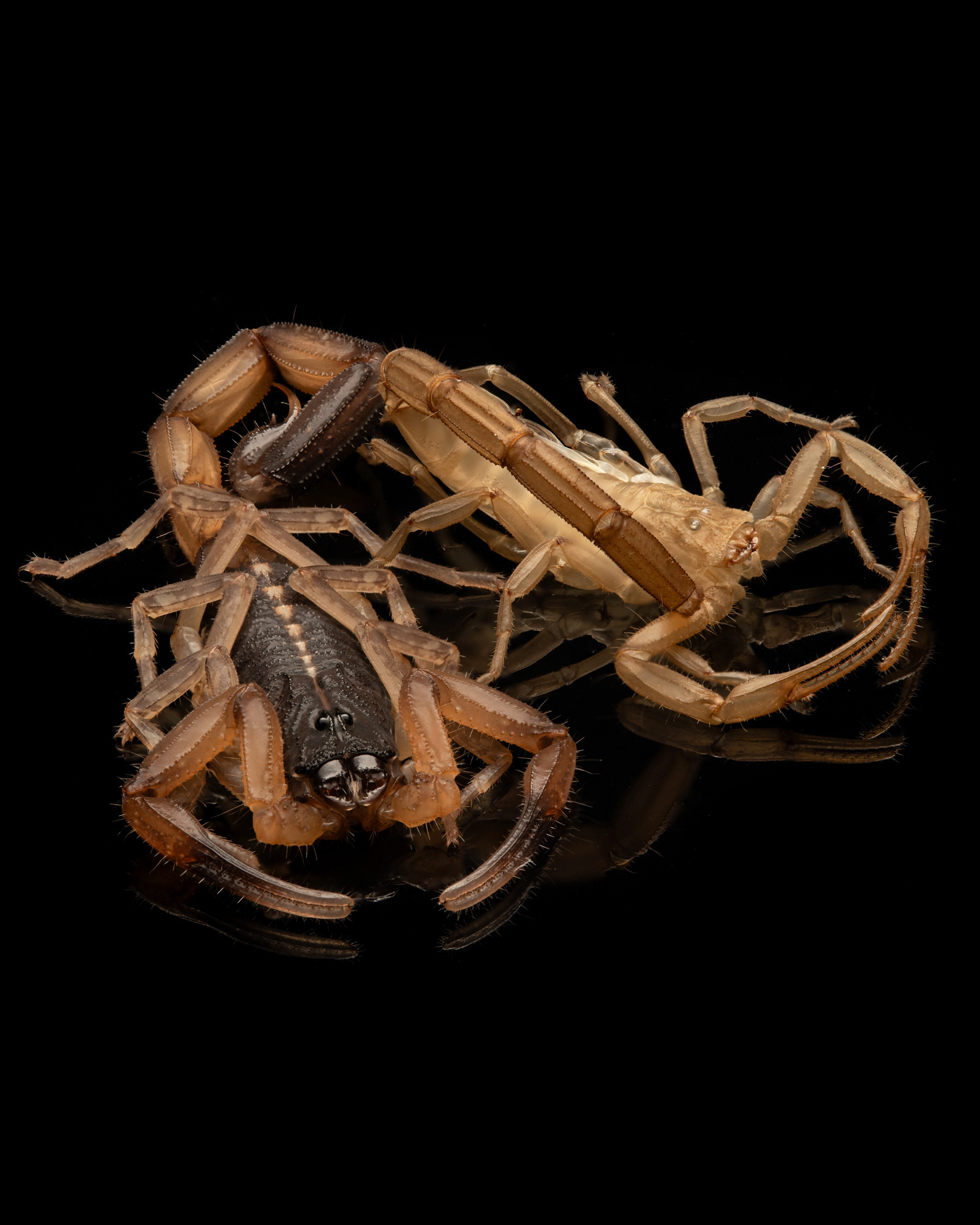 Centruroides bicolor