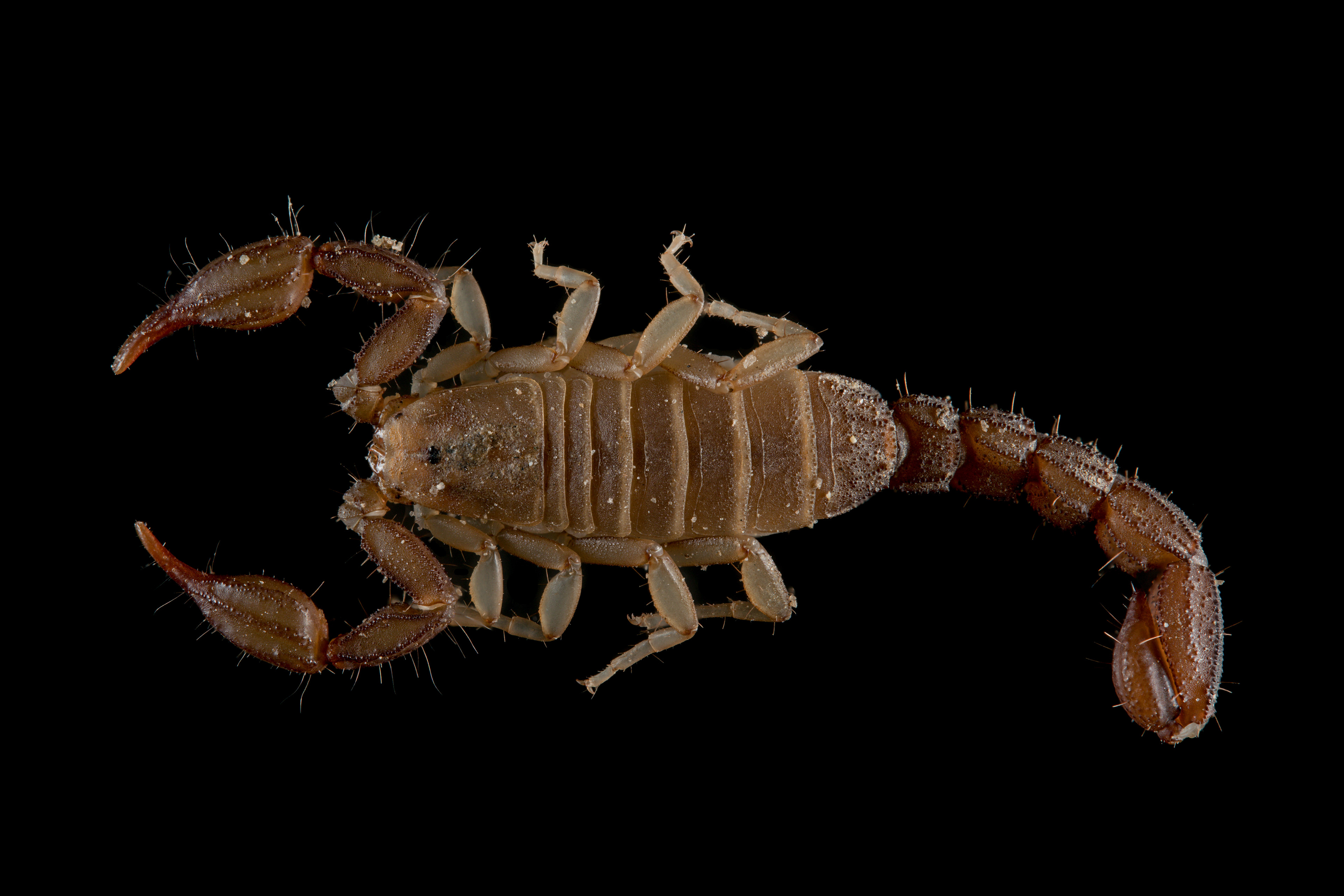 Catalinia ayreyi